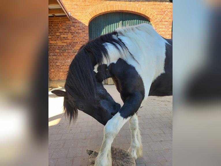 Barock Pinto Hongre 12 Ans 171 cm Tobiano-toutes couleurs in Messenkamp