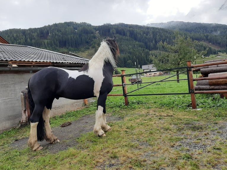 Barock Pinto Hongre 13 Ans 165 cm Pinto in Mieders