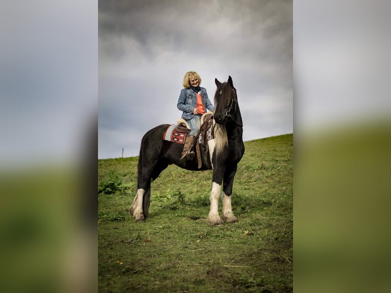 Barock Pinto Hongre 13 Ans 165 cm Pinto in Mieders