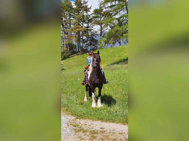 Barock Pinto Hongre 13 Ans 165 cm Pinto in Mieders