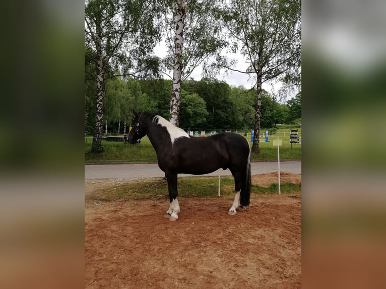 Barock Pinto Hongre 17 Ans 160 cm in Dinkelsb&#xFC;hl