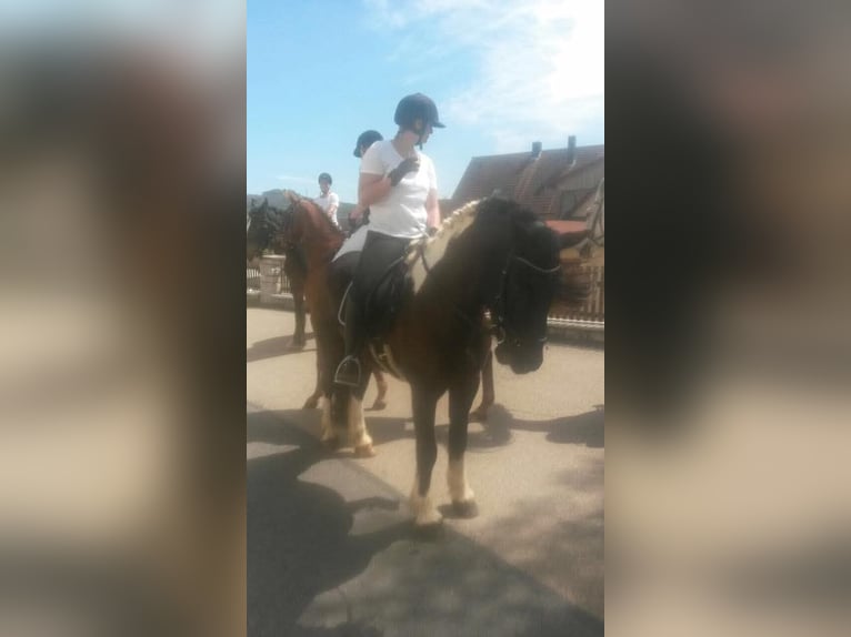 Barock Pinto Hongre 17 Ans 160 cm in Dinkelsb&#xFC;hl