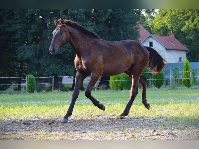 Barock Pinto Hongre 1 Année 170 cm Noir in Ptuj