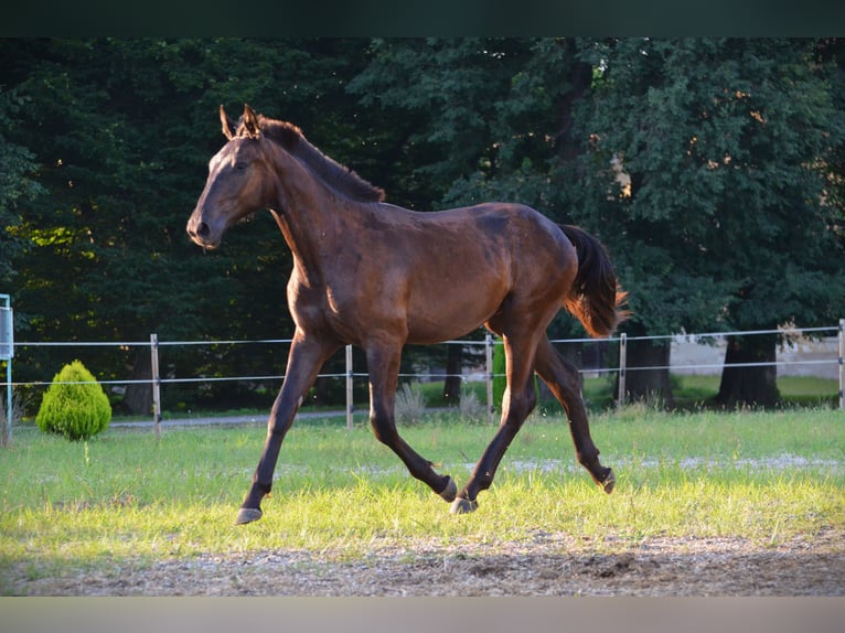 Barock Pinto Hongre 1 Année 170 cm Noir in Ptuj