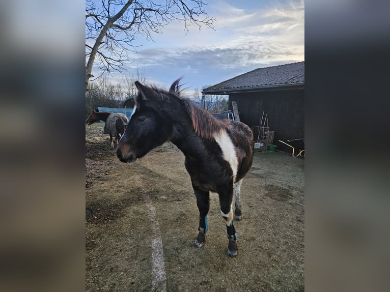 Barock Pinto Hongre 2 Ans 160 cm Pinto in Zweibrücken