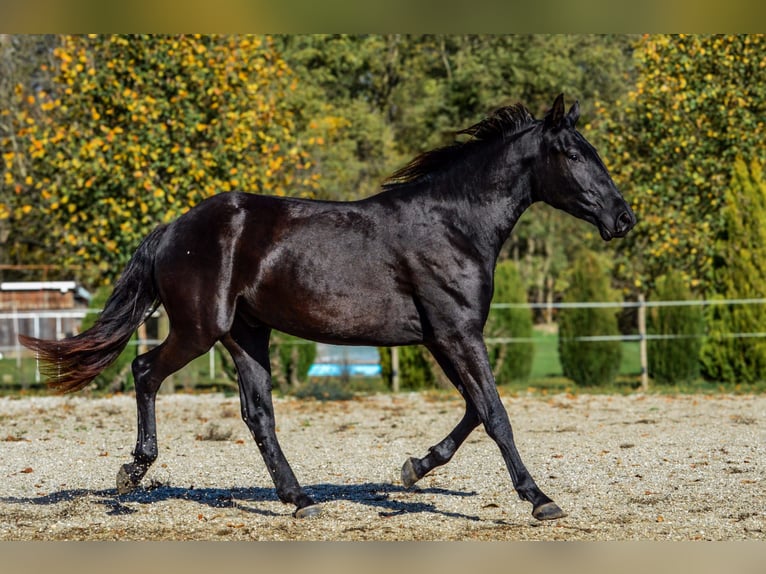 Barock Pinto Hongre 2 Ans 170 cm Noir in Ptuj