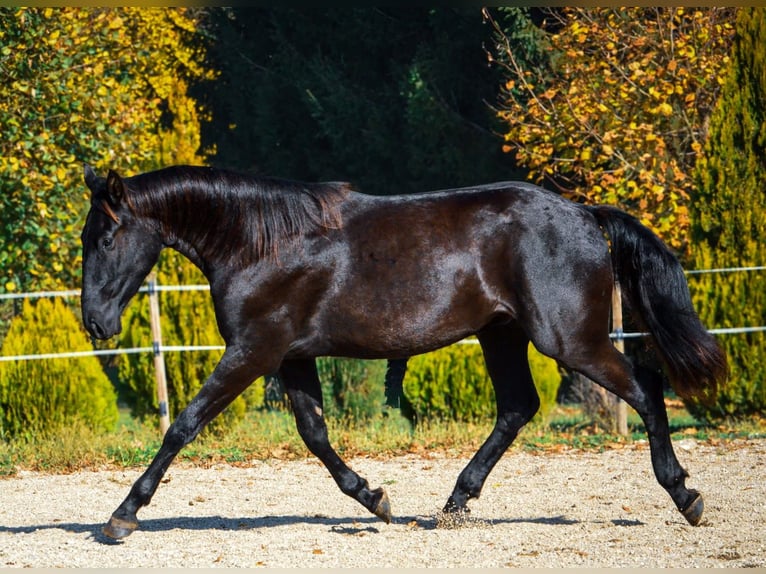 Barock Pinto Hongre 2 Ans 170 cm Noir in Ptuj