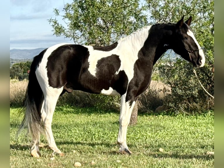 Barock Pinto Hongre 3 Ans 157 cm Pinto in Betera