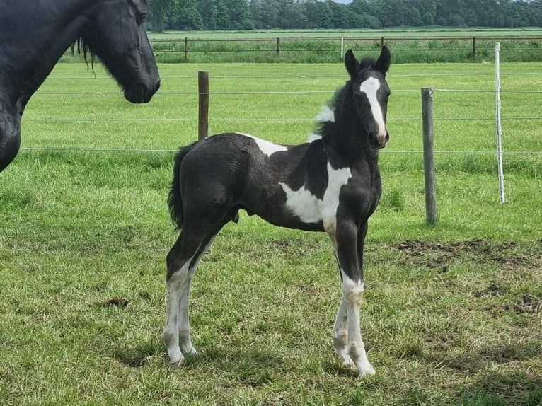 Barock Pinto Hongre 3 Ans  in Rijkevoort-De Walsert