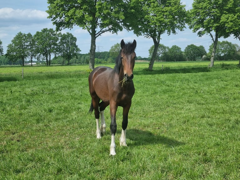 Barock Pinto Hongre 3 Ans  in Rijkevoort-De Walsert