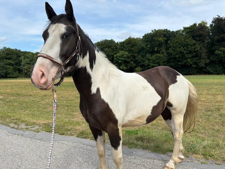Barock Pinto Hongre 4 Ans 155 cm Pinto in Gladbeck