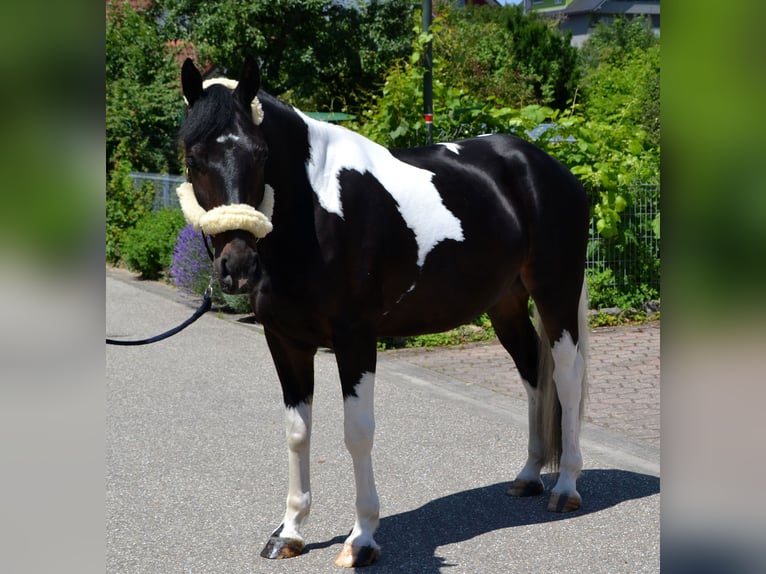 Barock Pinto Croisé Hongre 4 Ans 163 cm Pinto in Bretten