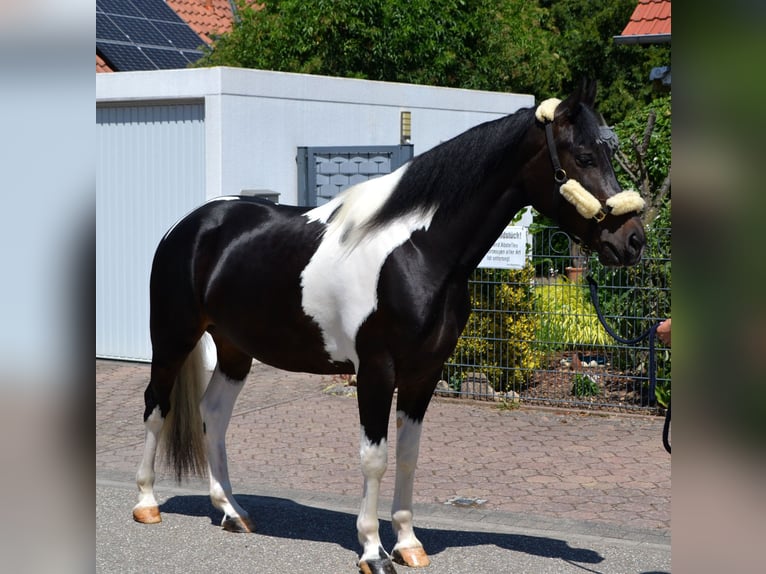 Barock Pinto Croisé Hongre 4 Ans 163 cm Pinto in Bretten
