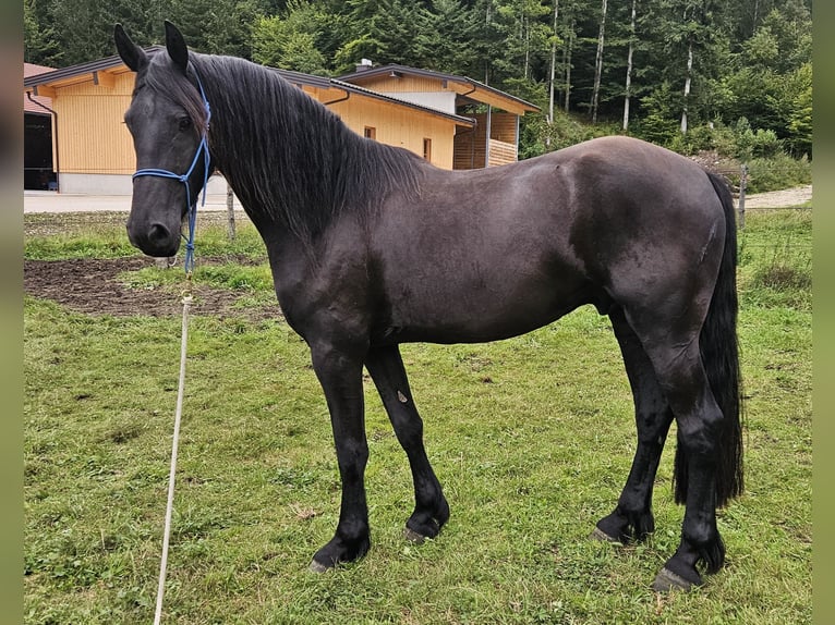 Barock Pinto Hongre 4 Ans 170 cm Noir in Sankt Gilgen