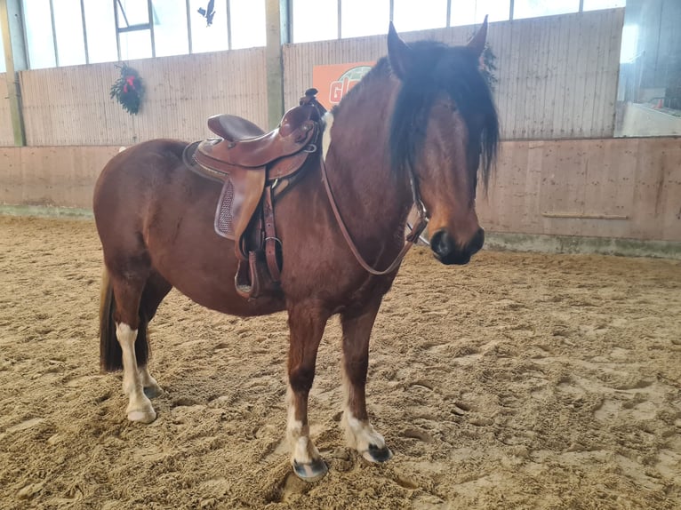 Barock Pinto Croisé Hongre 5 Ans 153 cm Pinto in Deggendorf