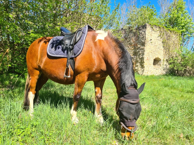 Barock Pinto Croisé Hongre 5 Ans 153 cm Pinto in Deggendorf