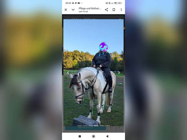 Barock Pinto Hongre 5 Ans 158 cm Buckskin in Zschortau