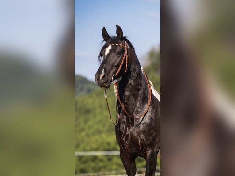 Barock Pinto Hongre 5 Ans 163 cm Pinto in Bad Laasphe