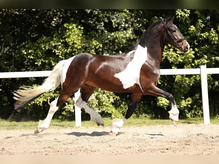 Barock Pinto Hongre 5 Ans in Britswert