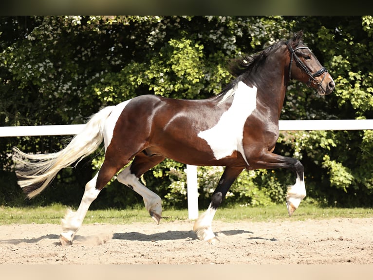 Barock Pinto Hongre 5 Ans in Britswert