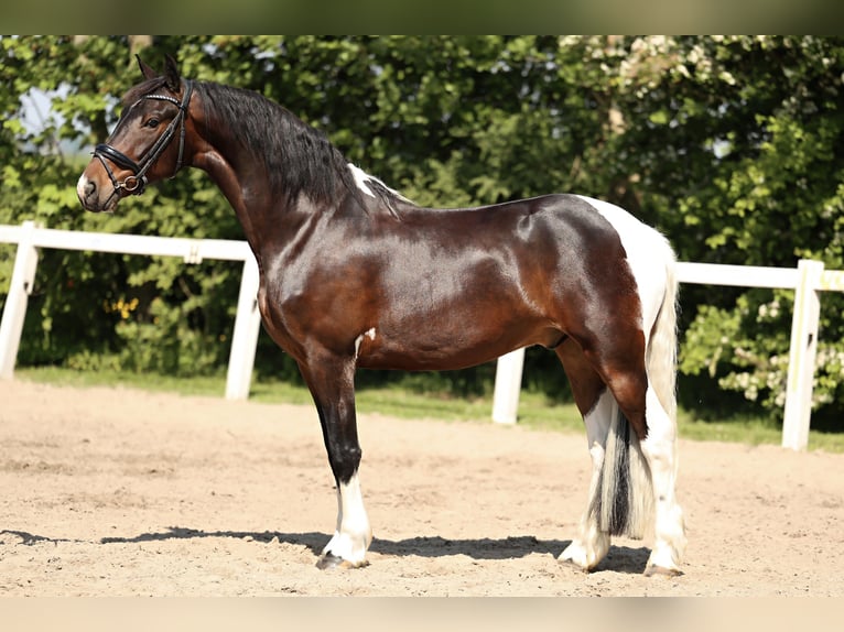 Barock Pinto Hongre 5 Ans in Britswert