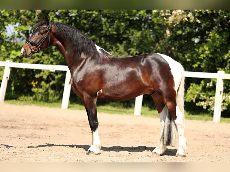 Barock Pinto Hongre 5 Ans in Britswert