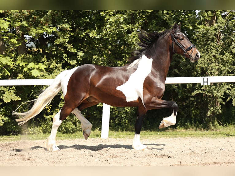 Barock Pinto Hongre 5 Ans in Britswert