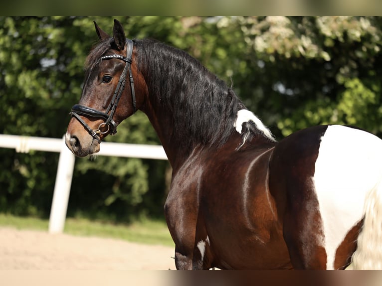 Barock Pinto Hongre 5 Ans in Britswert