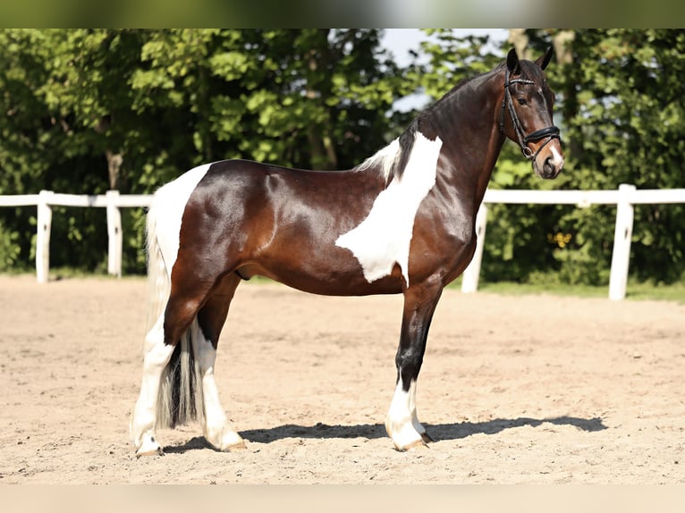 Barock Pinto Hongre 5 Ans in Britswert