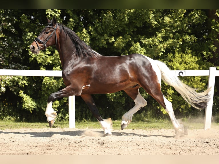 Barock Pinto Hongre 5 Ans in Britswert