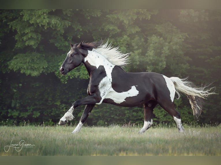 Barock Pinto Hongre 6 Ans 179 cm Pinto in Neumünster