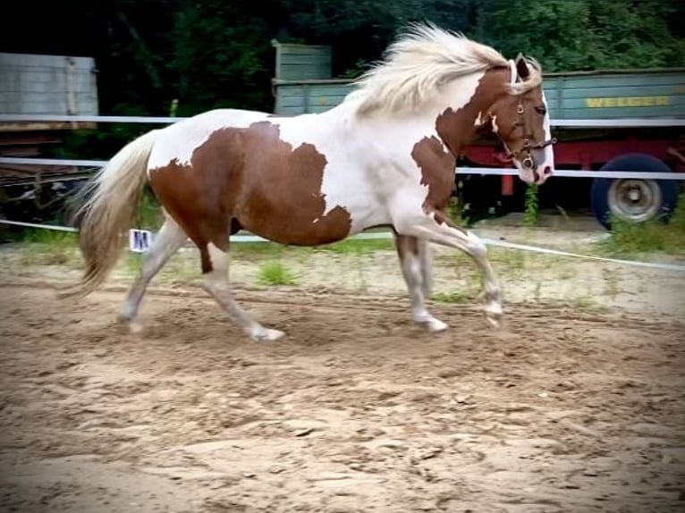 Barock Pinto Croisé Hongre 8 Ans 163 cm Pinto in Grasberg