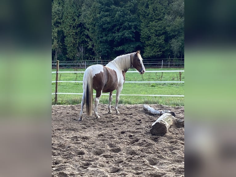 Barock Pinto Croisé Hongre 8 Ans 163 cm Pinto in Grasberg