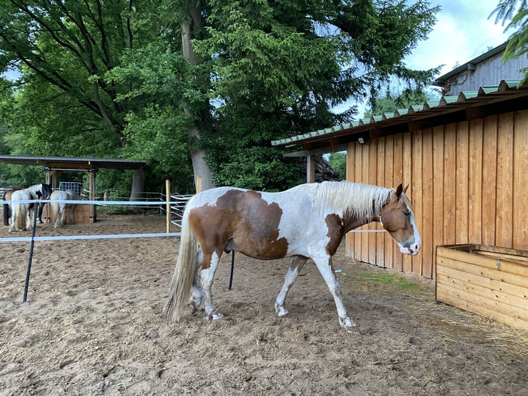 Barock Pinto Croisé Hongre 8 Ans 163 cm Pinto in Grasberg