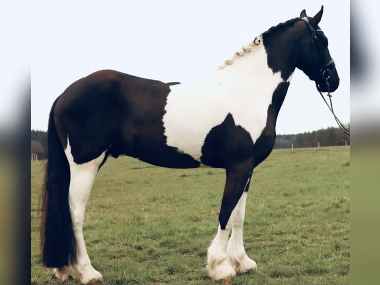 Barock Pinto Hongre 8 Ans 168 cm Pinto in Munster