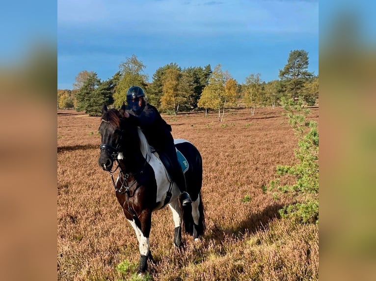 Barock Pinto Hongre 8 Ans 168 cm Pinto in Munster