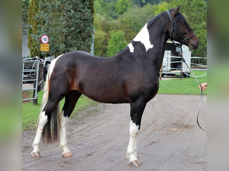 Barock Pinto Hongre 8 Ans 176 cm Pinto in Moosburg