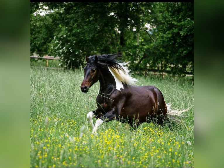Barock Pinto Hongre 8 Ans 176 cm Pinto in Moosburg