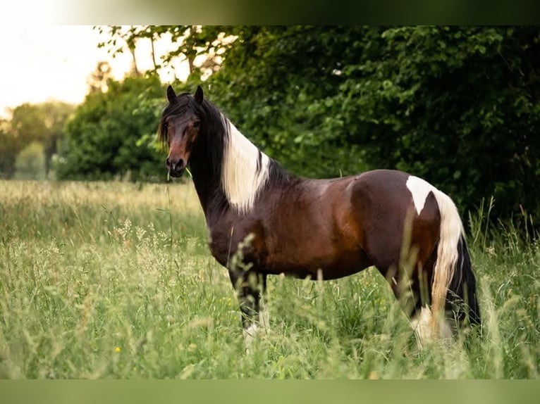 Barock Pinto Hongre 8 Ans 176 cm Pinto in Moosburg