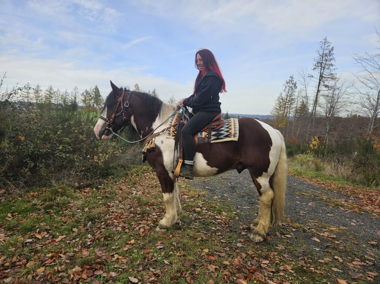 Barock Pinto Hongre 9 Ans 150 cm Pinto in Linkenbach