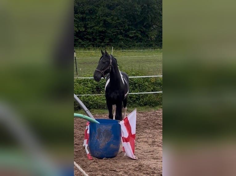 Barock Pinto Hongre 9 Ans 155 cm Pinto in Biebergemünd