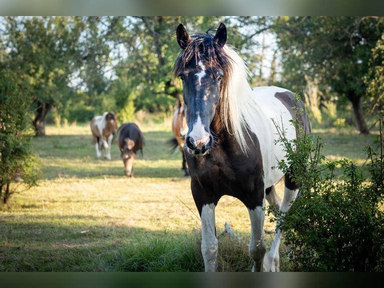 Barock Pinto Jument 11 Ans 165 cm Tobiano-toutes couleurs in Brandis