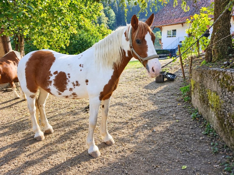 Barock Pinto Jument 12 Ans 158 cm Tobiano-toutes couleurs in Zell am Harmersbach