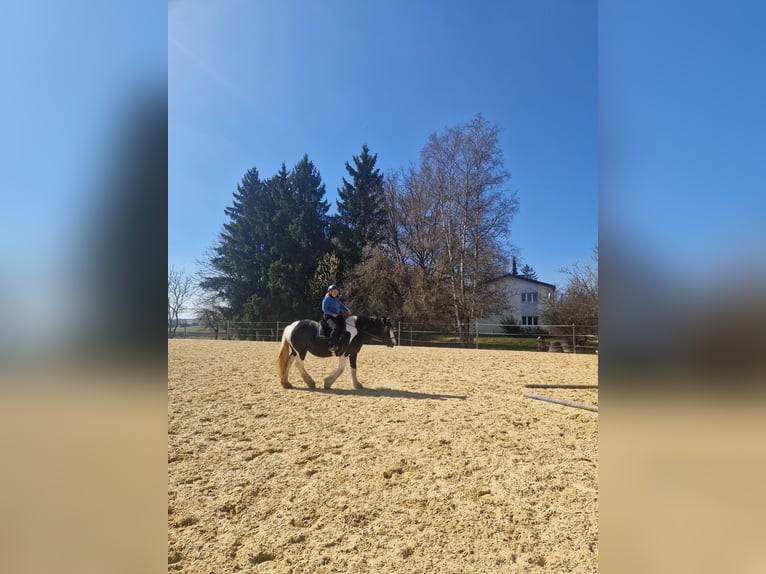 Barock Pinto Jument 14 Ans 160 cm Pinto in Bad Dürrheim