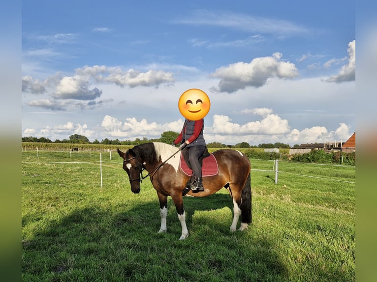 Barock Pinto Jument 15 Ans 155 cm Pinto in Westoverledingen