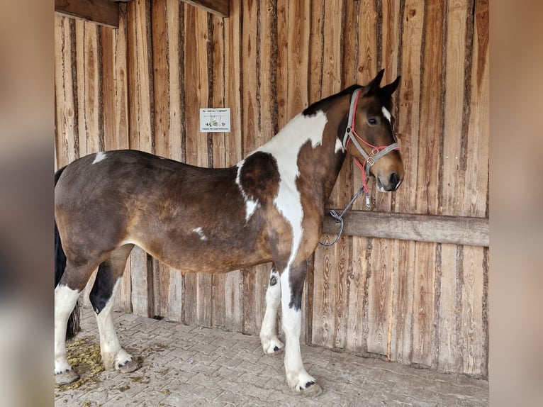 Barock Pinto Jument 15 Ans 155 cm Pinto in Westoverledingen