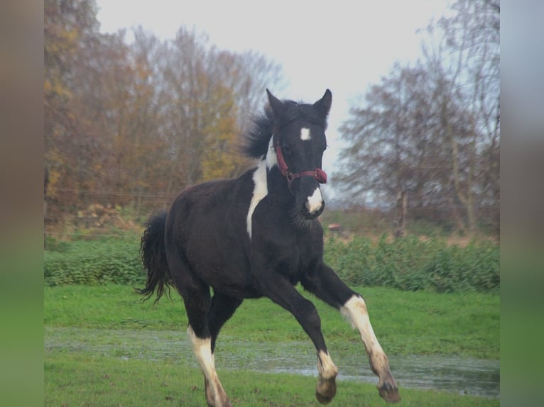 Barock Pinto Jument 1 Année 165 cm in Ebersheim