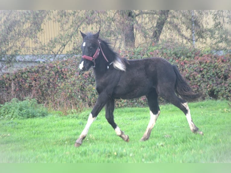 Barock Pinto Jument 1 Année 165 cm in Ebersheim