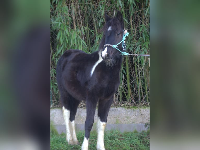 Barock Pinto Jument 1 Année 165 cm in Ebersheim