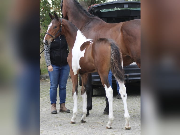 Barock Pinto Croisé Jument 1 Année 170 cm Pinto in Noordwijk